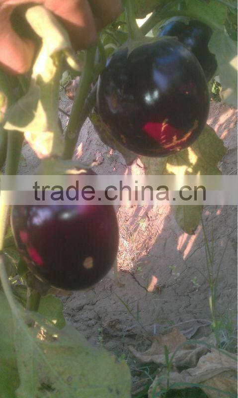 EP 310 Hybrid Eggplant Seeds