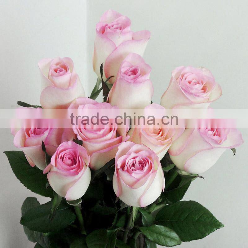 Hot sale fresh cut rose flowers with pink edge