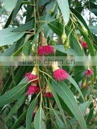 EUCALYPTUS RADIATA OIL