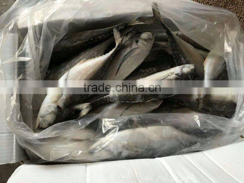 Whole Round Frozen Jack Mackerel