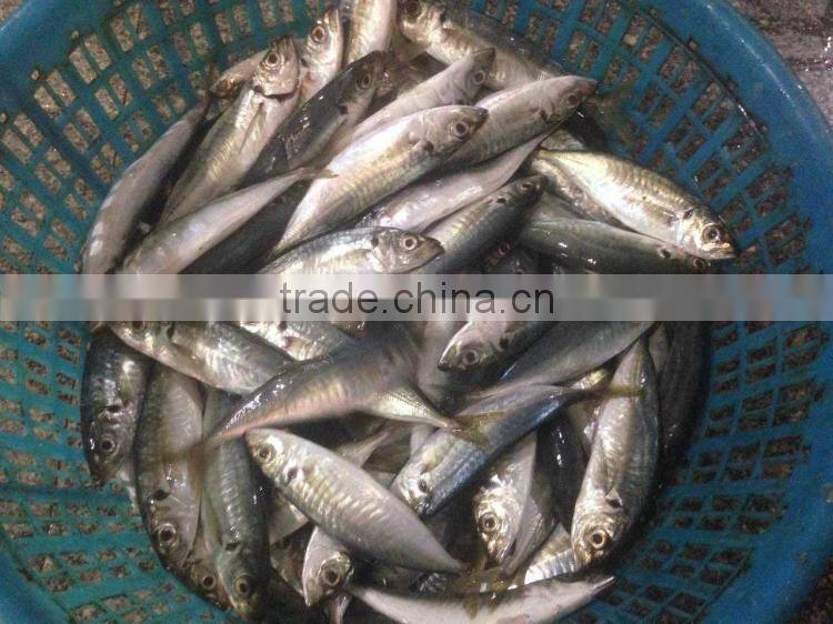 Mackerel scad frozen blue scad fish for sale