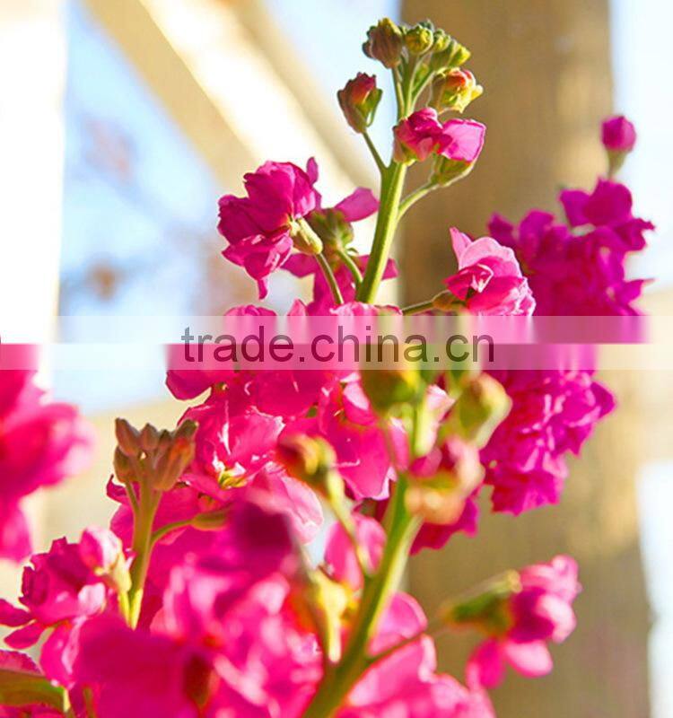 Best quality hotsell red violet flower