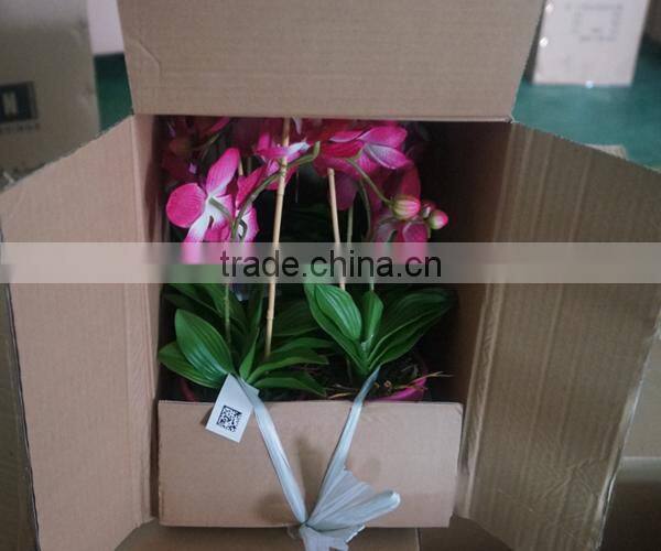 Colourful Bonsai Plants For Sale