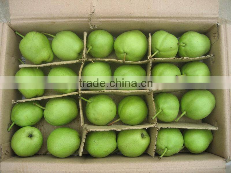 Fresh early-mature su pear supplier in China