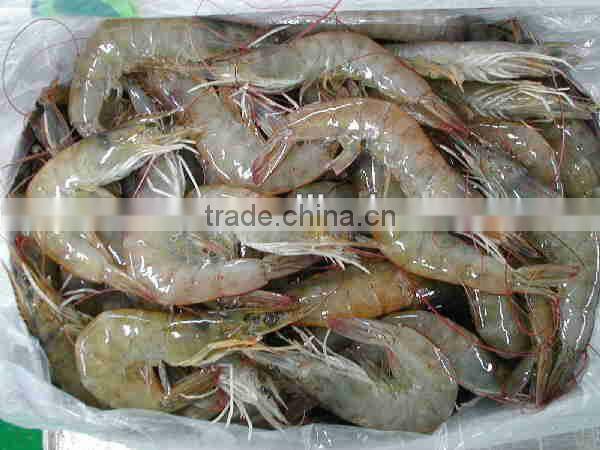 frozen whole round white shrimp
