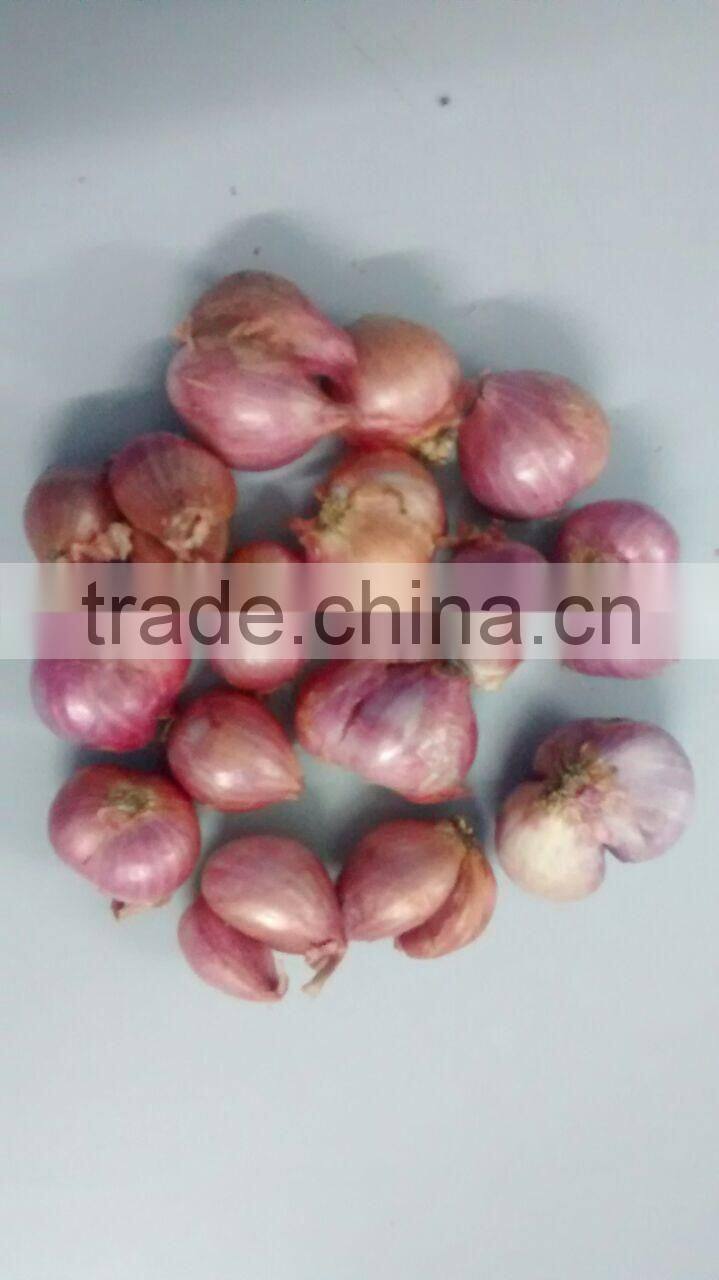 Exporters of Indian Janda Onion