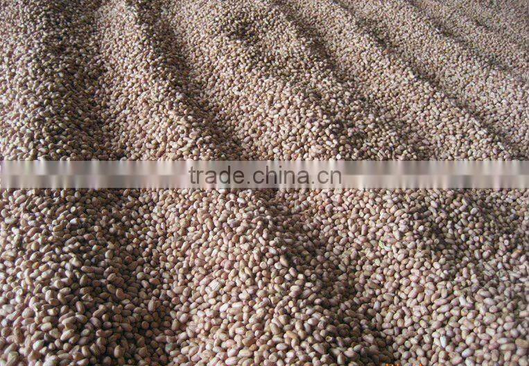 (nuts&kernels) china peanut kernel direct supplier (60/70)