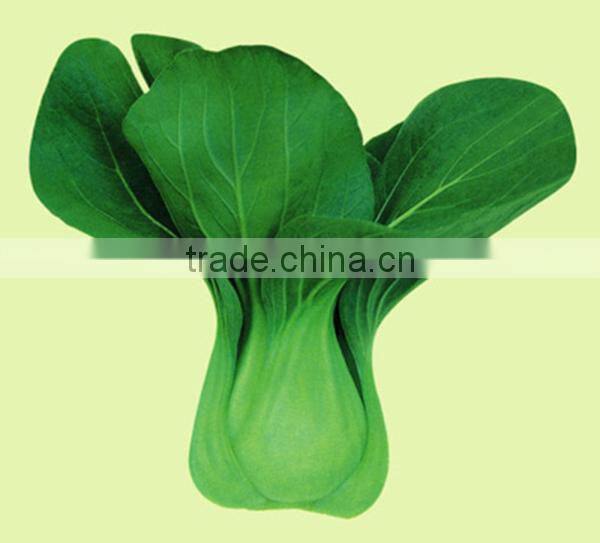 JPK01 Baicai High quality of chinese Pakchoi seeds for vegetable seeds
