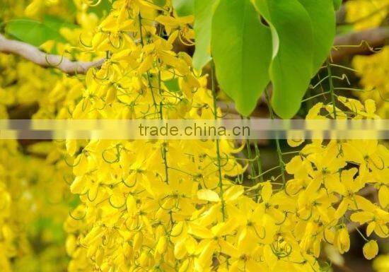 CASSIA OIL