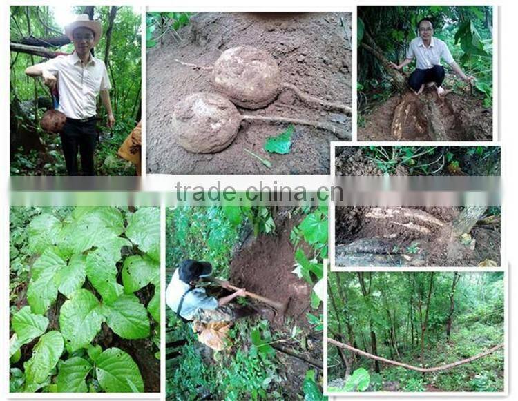 Thailand Pueraria Mirifica slice| supply breast enlarge raw material