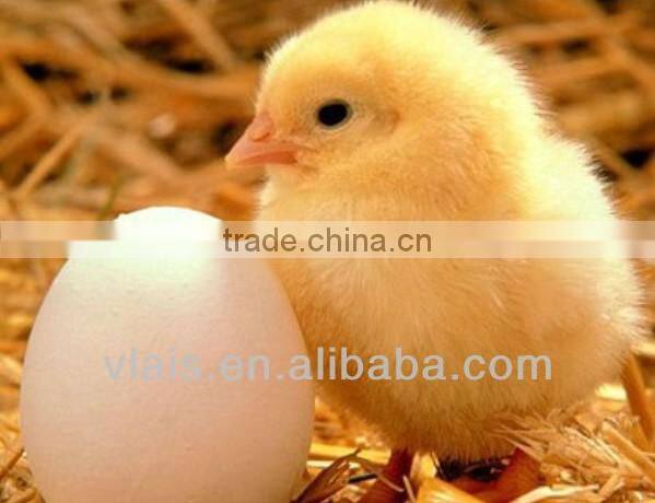 Vlais Mini egg incubators, fullly Automatic 48 Egg Incubator For Sale,chicken eggs incubator