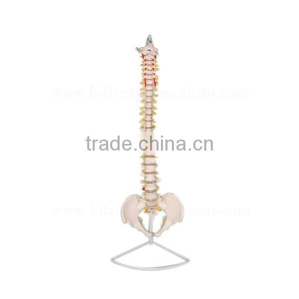 Life-Size Education Anatomical Spine Model