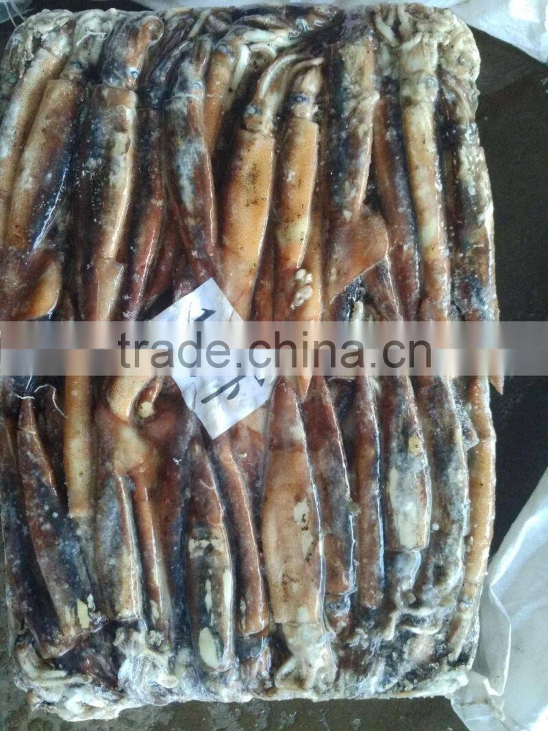 Wholesale fresh frozen illex squid price