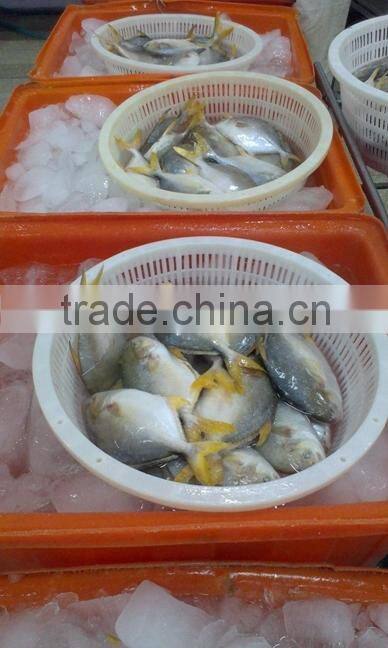 fresh pomfret with good frice