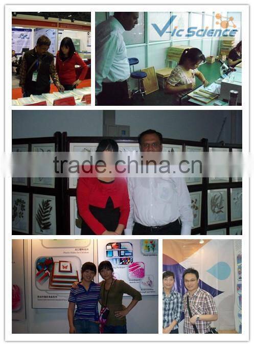 Botany tissue slides algae prepared sldies Scenedesmus W.M.