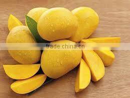 VIETNAM FRESH MANGO- BEST PRICE