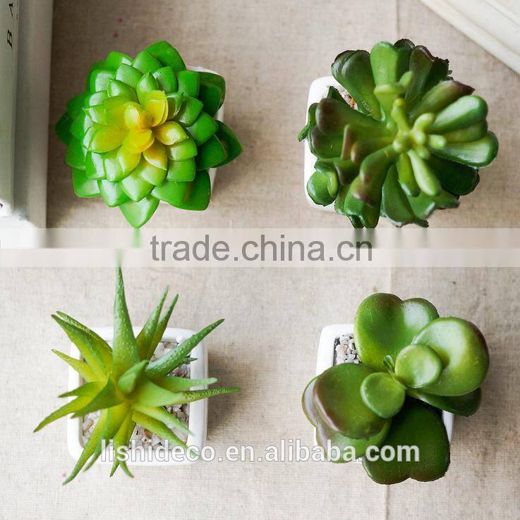 Export Succulent Plants Artificial Succulent Plants Bonsai Succulent Plants
