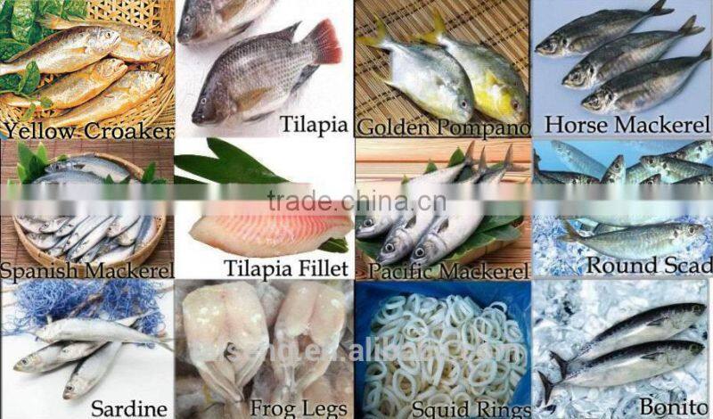 Whole Frozen hardtail fish for sale /frozen horse mackerel for thailand market