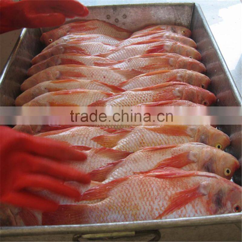 Frozen Red Nile Tilapia on Sale