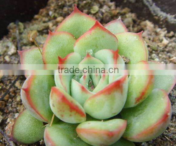 Echeveria pulidonis of succulent plants