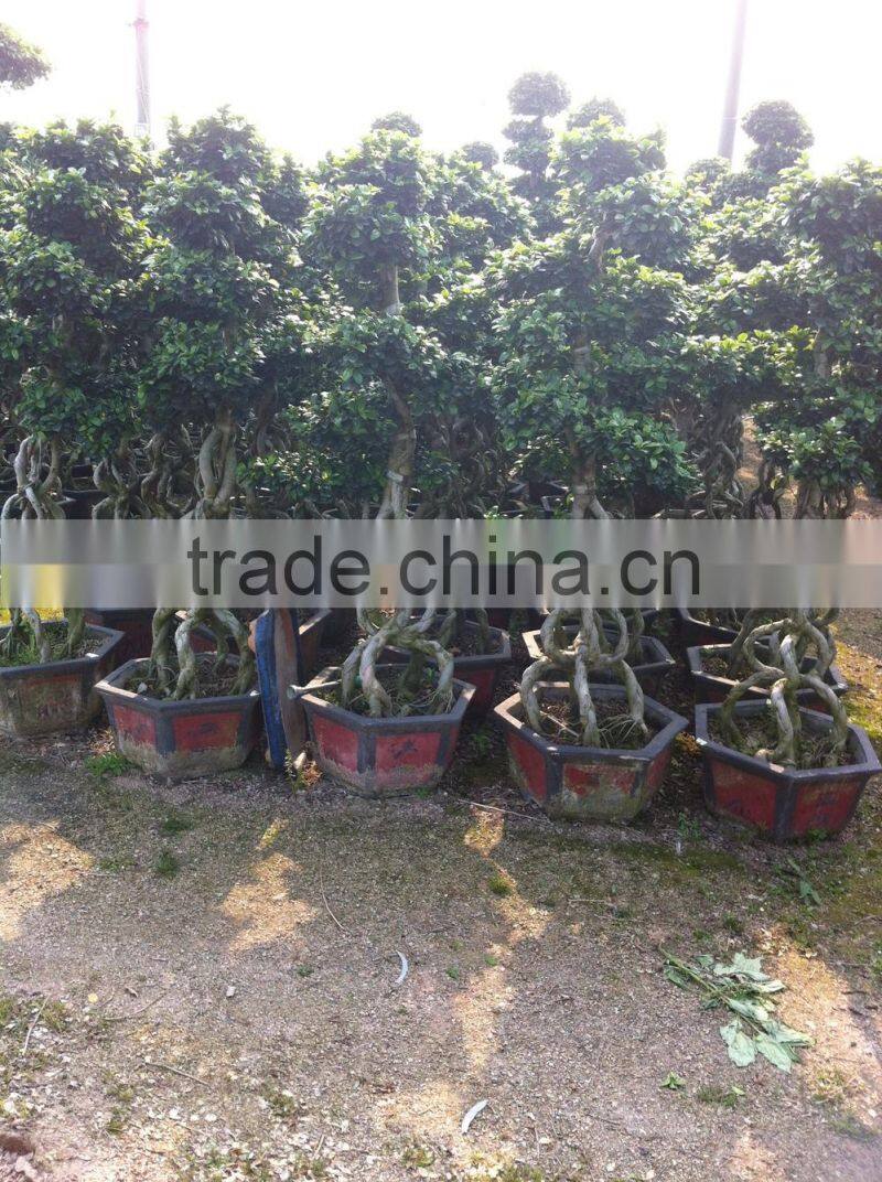 Middle size Braid tower shape bonsai ficus microcarpa