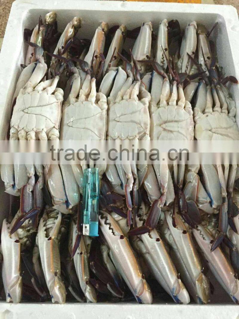 Frozen Blue Swimming Crab for hot sale