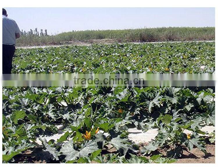 chinese best price for water melon seeds