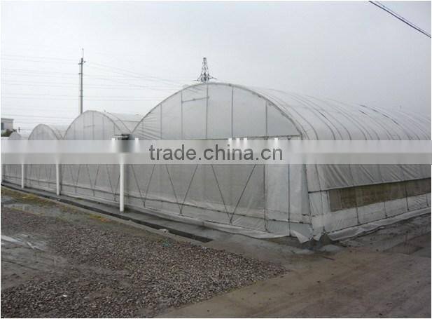 Outside shading sun flower cultivation in greenhouse