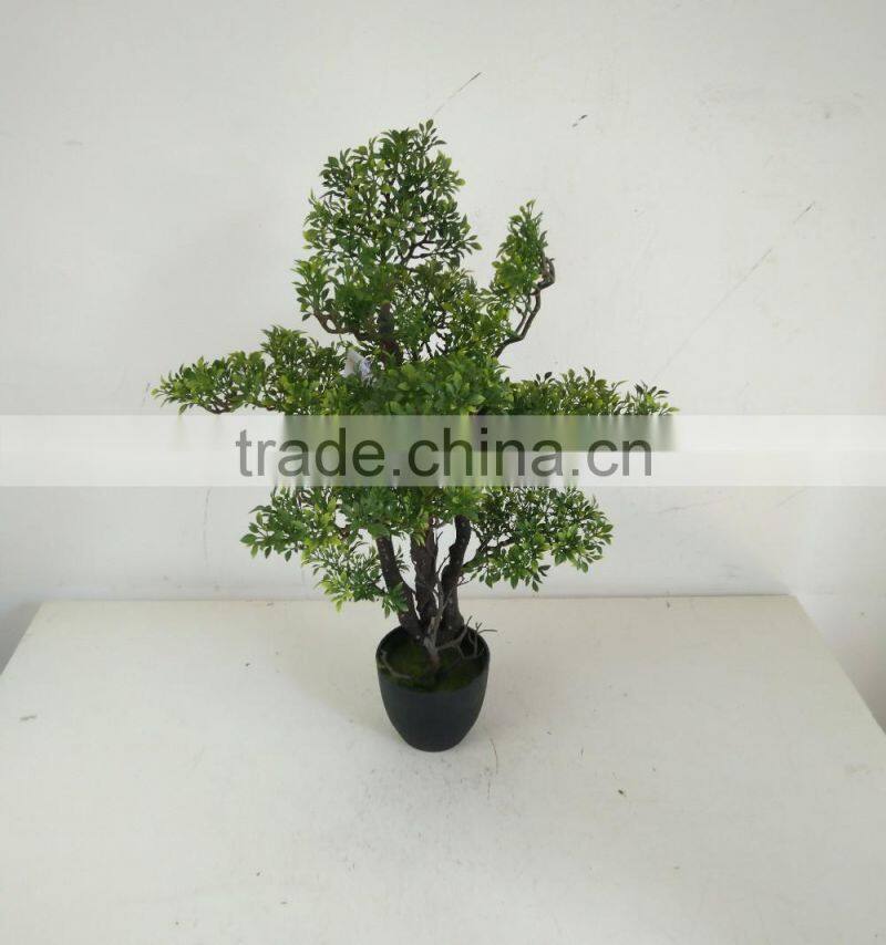 small bonsai tree wholesale
