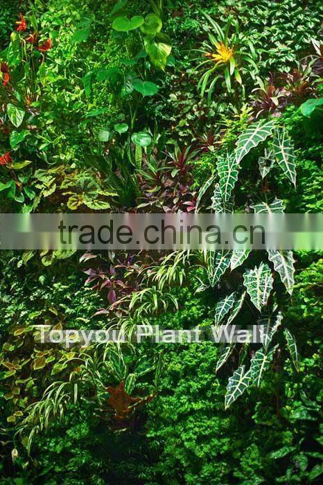 wall home decor/fake plant wall for indoor and outdoor decoration with factory price