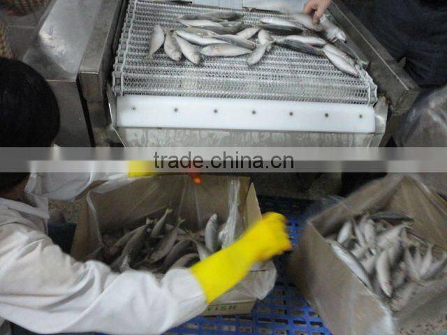 frozen IQF horse mackerel fish