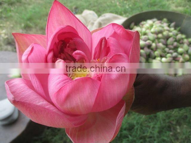 Fresh Lotus Flower Importers in Malaysia / Singapore / Dubai / Canada / US