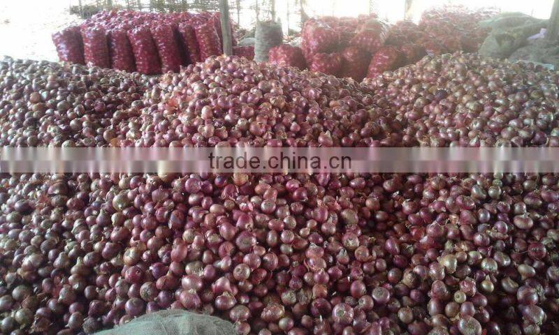 Red Onion ( Fresh ) Available throughout the Year