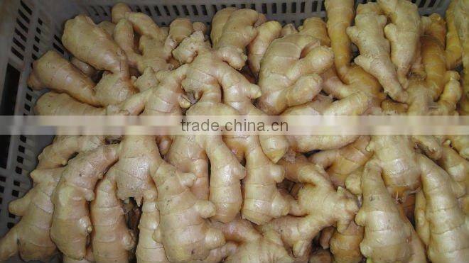 Fresh mature ginger