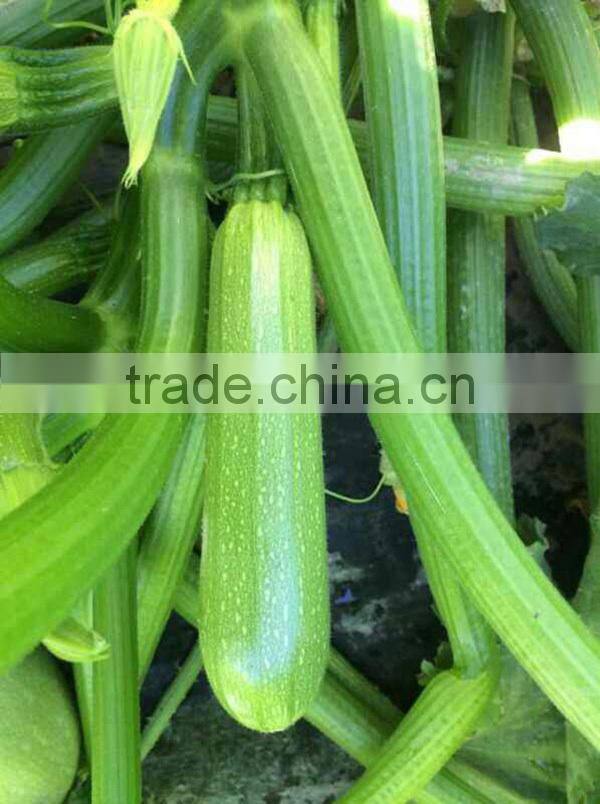MSQ10 Bao high yield chinese vegetable seeds, hybrid squash seeds for sales