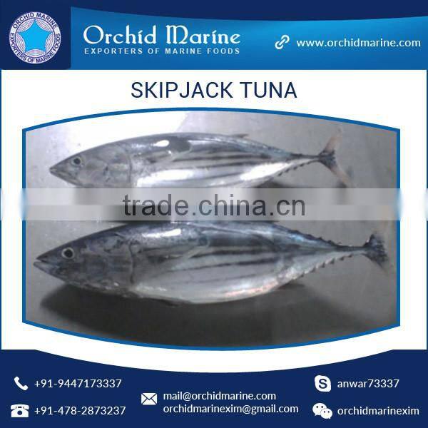 Organic and Fresh Whole Round Skipjack Tuna with Best Nutritional Value