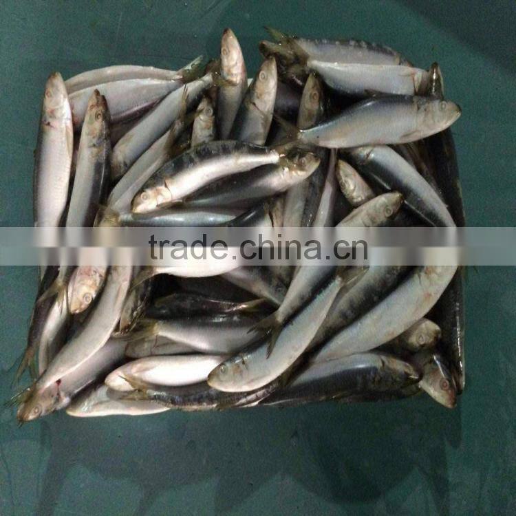 Fresh frozen sardine frozen sardines bait sardines for bait