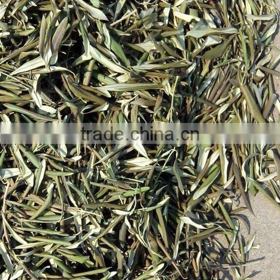 2016 new dried olive leaf