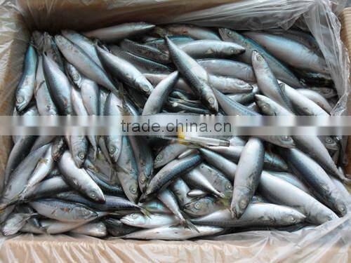 Frozen pacific mackerel for sale with size - 80g