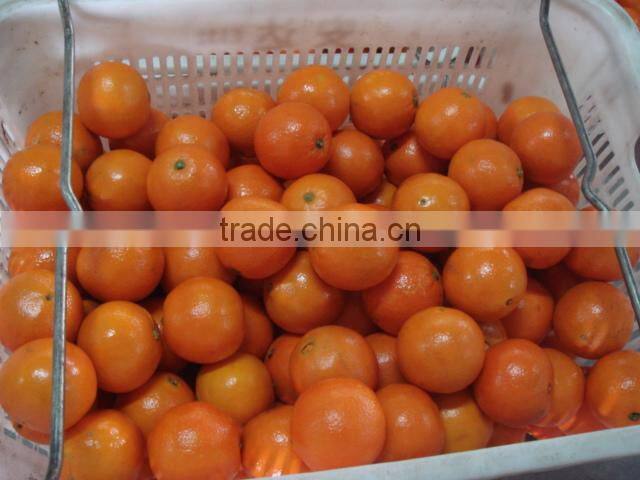 Lovely Baby Mandarin