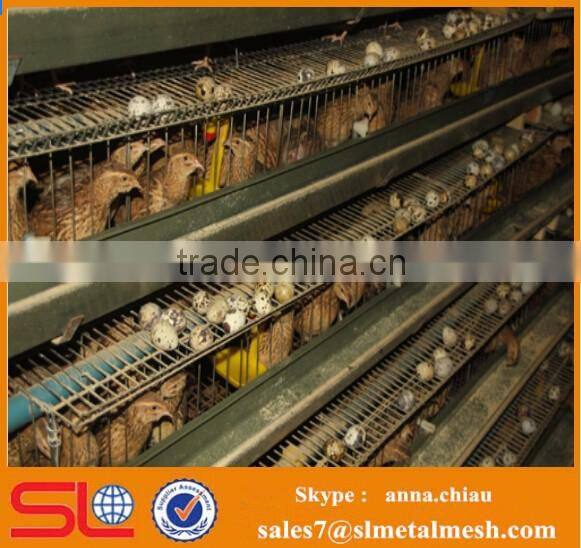 commercial quail layer cage / automatic quail cage and water system