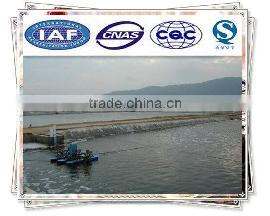 Sushi white shrimp (Vannamei)