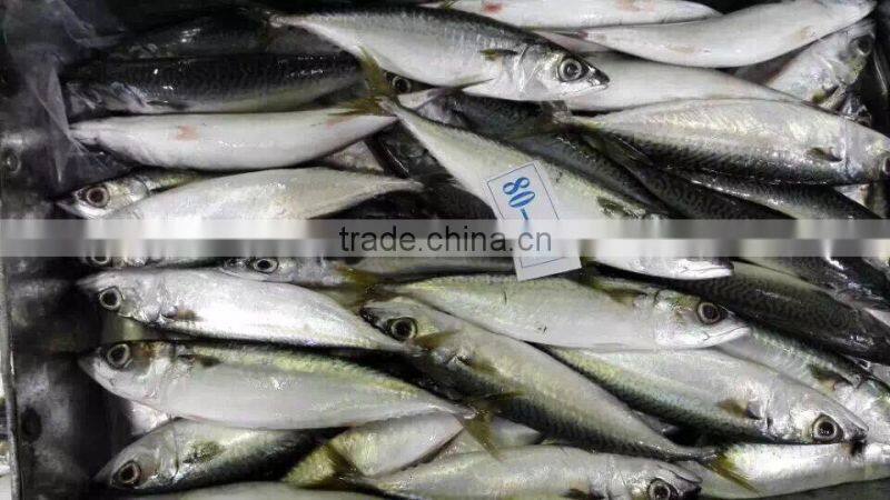 Good Quality Frozen Pacific Mackerel Fish for sale