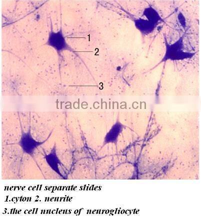 Mixed human histology medical prepared slides set in plastic box from factory