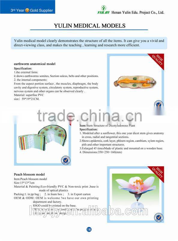 Anatomical Plant Model