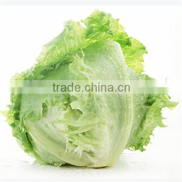 Hot sale Fresh lettuce/Green lettuce/iceberg lettuce