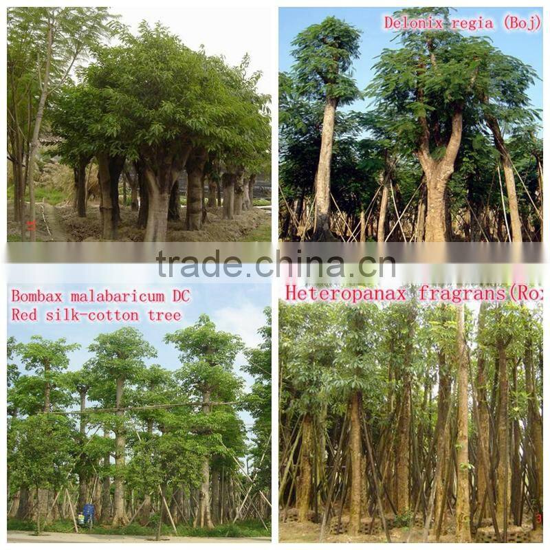 for outdoor landscaping ornamental bonsai plants