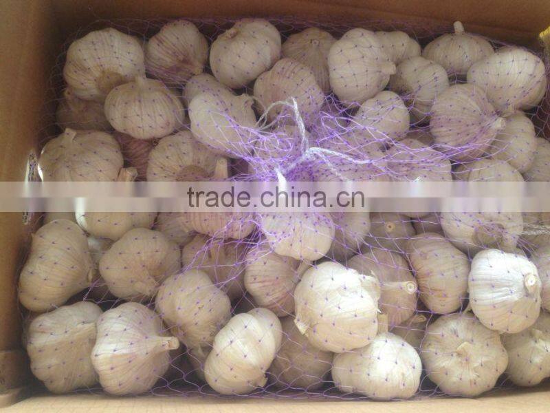 China fresh normal white garlic can provide