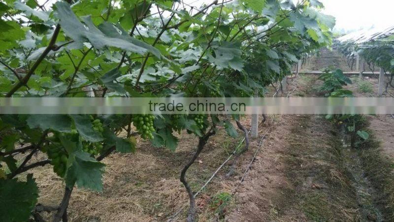 Grape drip irrigation for orchard