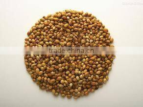 Mustard seeds Multiple layer continuous type mesh belt dryer